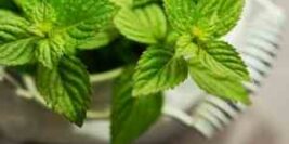 Mint Tea: The Healthiest and Best Tea for Skin